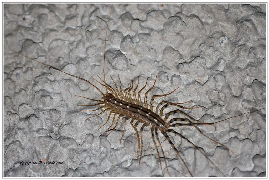 Scutigera coleoptrata?  S !